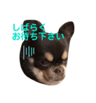 ドヤ顔バロン（個別スタンプ：14）