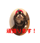 ドヤ顔バロン（個別スタンプ：15）