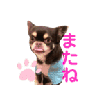 ドヤ顔バロン（個別スタンプ：16）