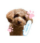 可愛いわんちゃんスタンプ♪（個別スタンプ：2）