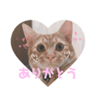 ちゃんまつスタンプ④（個別スタンプ：8）