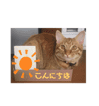 ちゃんまつスタンプ④（個別スタンプ：11）