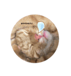 ちゃんまつスタンプ④（個別スタンプ：13）