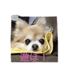 チワワのかわいい癒されるスタンプ（個別スタンプ：1）
