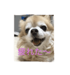 チワワのかわいい癒されるスタンプ（個別スタンプ：2）