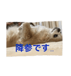 チワワのかわいい癒されるスタンプ（個別スタンプ：4）