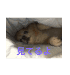 チワワのかわいい癒されるスタンプ（個別スタンプ：7）