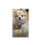 チワワのかわいい癒されるスタンプ（個別スタンプ：8）