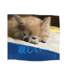 チワワのかわいい癒されるスタンプ（個別スタンプ：9）