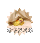 オカメインコのラッキーおじいちゃん②（個別スタンプ：1）