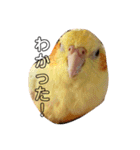 オカメインコのラッキーおじいちゃん②（個別スタンプ：3）