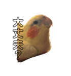 オカメインコのラッキーおじいちゃん②（個別スタンプ：4）
