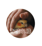 オカメインコのラッキーおじいちゃん②（個別スタンプ：5）