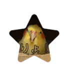 オカメインコのラッキーおじいちゃん②（個別スタンプ：6）
