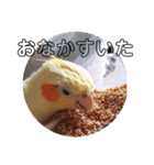 オカメインコのラッキーおじいちゃん②（個別スタンプ：7）