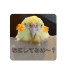 オカメインコのラッキーおじいちゃん②（個別スタンプ：9）