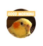 オカメインコのラッキーおじいちゃん②（個別スタンプ：10）