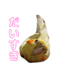 オカメインコのラッキーおじいちゃん②（個別スタンプ：11）