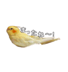 オカメインコのラッキーおじいちゃん②（個別スタンプ：12）