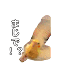 オカメインコのラッキーおじいちゃん②（個別スタンプ：13）