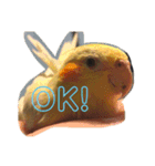 オカメインコのラッキーおじいちゃん②（個別スタンプ：14）