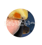 オカメインコのラッキーおじいちゃん②（個別スタンプ：16）