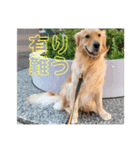 golden怜央さん（個別スタンプ：4）