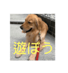 golden怜央さん（個別スタンプ：7）