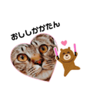 シンプルねこスタンプ（個別スタンプ：1）