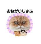 シンプルねこスタンプ（個別スタンプ：3）