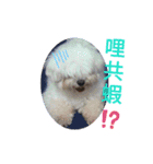 可愛動物們的日常（個別スタンプ：2）