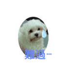 可愛動物們的日常（個別スタンプ：7）