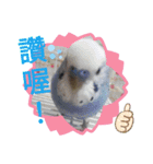可愛動物們的日常（個別スタンプ：8）