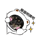 可愛動物們的日常（個別スタンプ：10）