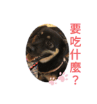 可愛動物們的日常（個別スタンプ：11）