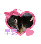 可愛動物們的日常（個別スタンプ：12）