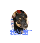 可愛動物們的日常（個別スタンプ：13）