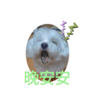 可愛動物們的日常（個別スタンプ：14）