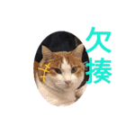 可愛動物們的日常（個別スタンプ：15）