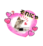 シャムトラ・ラテちゃん 2（個別スタンプ：6）