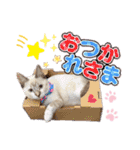 シャムトラ・ラテちゃん 2（個別スタンプ：12）