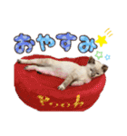 シャムトラ・ラテちゃん 2（個別スタンプ：13）