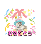 シャムトラ・ラテちゃん 2（個別スタンプ：18）