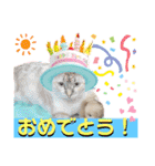 シャムトラ・ラテちゃん 2（個別スタンプ：19）