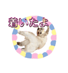 シャムトラ・ラテちゃん 2（個別スタンプ：24）