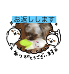 可愛い❤️ワンちゃん新（個別スタンプ：5）