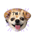 チワワのチャッピーすたんぷ（個別スタンプ：1）