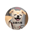 チワワのチャッピーすたんぷ（個別スタンプ：2）
