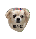 チワワのチャッピーすたんぷ（個別スタンプ：3）