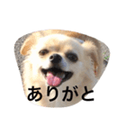 チワワのチャッピーすたんぷ（個別スタンプ：4）